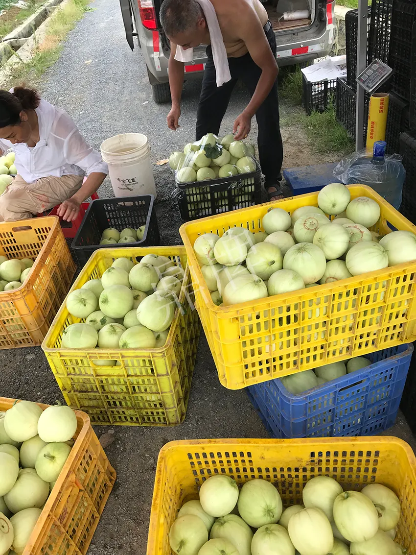 郴州農(nóng)戶種植新品種，果實(shí)又香又甜，很好賣