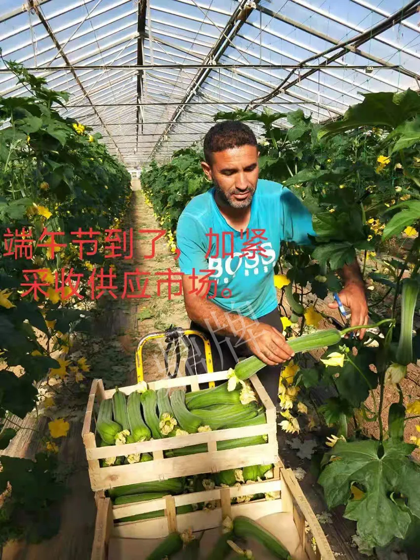 鎮(zhèn)江的何青萍，在法國種植“優(yōu)比1號”每公斤24元