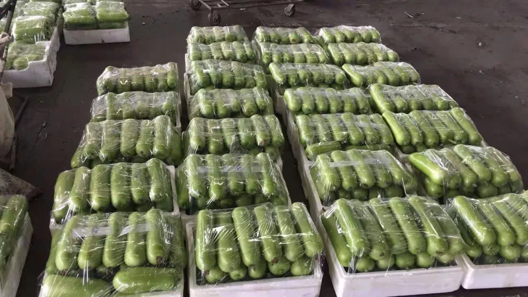 這個品種上市早，價格好！我連續(xù)種了三年，滿意