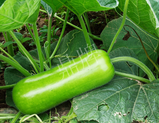 蔬菜種子種植戶客戶點(diǎn)評(píng)-牛逼！我露地栽培的瓠瓜，比別人大棚的還早上市！