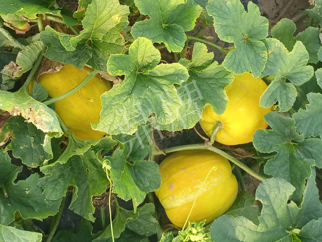 蔬菜種子種植戶客戶點(diǎn)評(píng)-種它！種它！高溫季節(jié)就種它！
