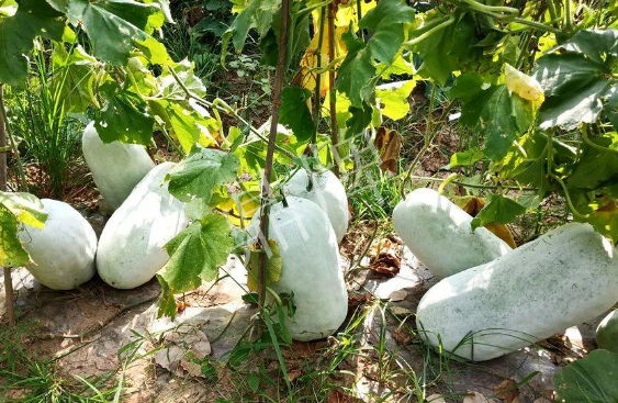 蔬菜種子種植戶客戶點(diǎn)評(píng)-驚訝！炎炎烈日下，小孩大聲喊：“大雪球！大雪球……”怎樣一回事？