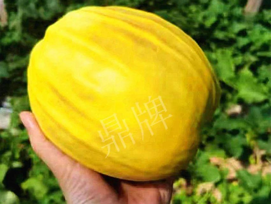 蔬菜種子種植戶客戶點(diǎn)評(píng)-我的甜瓜賣20元1市斤，與大家分享…