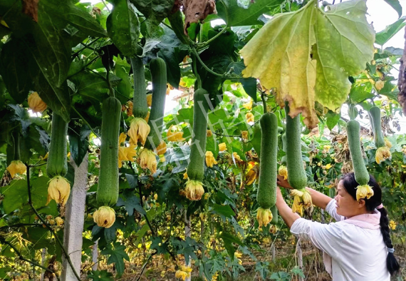 蔬菜種子種植戶客戶點(diǎn)評(píng)-8月，持續(xù)高溫下，這種絲瓜少見，少見！