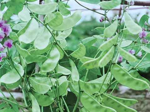蔬菜種子種植戶客戶點評-鼎牌幫我度難關，決心助我大豐收！
