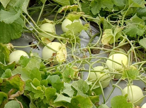 蔬菜種子種植戶客戶點評-種植甜瓜20年，這個品種讓我更省心！