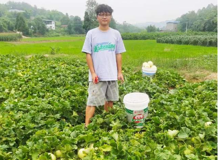 蔬菜種子種植戶客戶點評-甜瓜新品上市，每個賣9元，很暢銷！