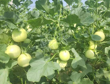 蔬菜種子種植戶客戶點評-種植這個新品種，我感到非常滿意！