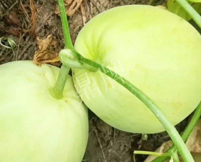 蔬菜種子種植戶客戶點評-我終于找到滿意的甜瓜品種了！