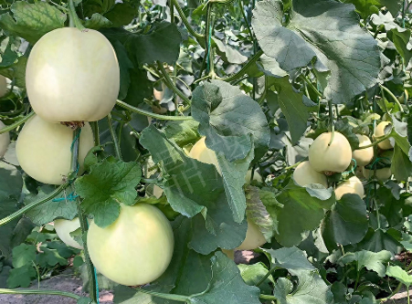 蔬菜種子種植戶(hù)客戶(hù)點(diǎn)評(píng)-“玉奶香2號(hào)”甜瓜，真的有那么好嗎？