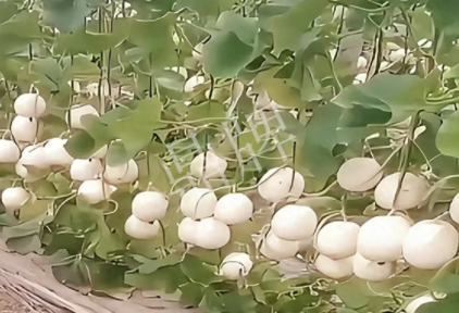 蔬菜種子種植戶(hù)客戶(hù)點(diǎn)評(píng)-現(xiàn)在的瓜菜價(jià)格不好，但我種植的優(yōu)質(zhì)甜瓜還是有好的收入！