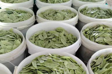 蔬菜種子種植戶(hù)客戶(hù)點(diǎn)評(píng)-時(shí)隔20年，我再種這個(gè)品種，大家來(lái)看看，怎么樣？