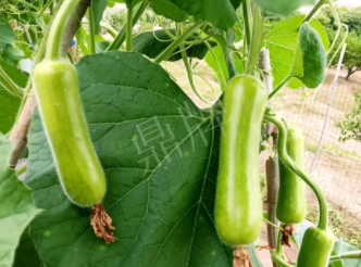 蔬菜種子種植戶客戶點評-科研人員發(fā)誓研究的一個抗高溫品種，您可能需要！
