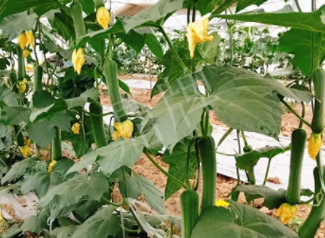 蔬菜種子種植戶客戶點評-一株結瓜30多個，價錢好，賺了！