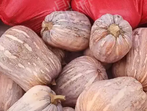 蔬菜種子種植戶客戶點評-今年，這個南瓜品種刷新了我的認知！您遇到過這種情況嗎？
