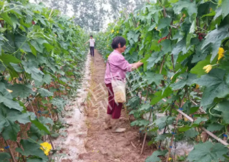 蔬菜種子種植戶客戶點評-85歲老奶奶，還是種植基地的領頭人，做的怎么樣？一起去看看…