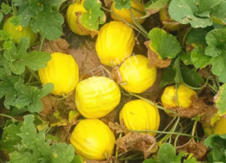 蔬菜種子種植戶客戶點評-瓜農(nóng)說：“還得是這個品種?。　?，什么品種讓種植戶如此感慨？