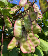 蔬菜種子種植戶客戶點(diǎn)評-價(jià)格好得讓種植者笑咪咪的，這個(gè)神奇的品種在霜降后還是串串結(jié)莢！