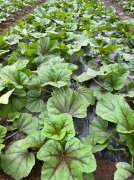 蔬菜種子種植戶客戶點(diǎn)評-第一次種植這種菜，現(xiàn)在可以上市了，大家?guī)臀医ㄗh一下，能賣個(gè)什么價(jià)格？