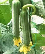 蔬菜種子種植戶客戶點(diǎn)評-這瓜，太美了！太美了！但我這個老菜農(nóng)……唉！