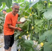 蔬菜種子種植戶客戶點(diǎn)評-干農(nóng)業(yè)，有喜悅嗎？有的，請看！