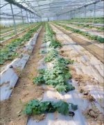 蔬菜種子種植戶客戶點(diǎn)評-三倍體絲瓜到底是斷頭好？還是不斷頭好？看看這位老板的做法……