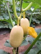 蔬菜種子種植戶客戶點(diǎn)評-瓜菜價(jià)格不好，太卷了！看一位種植大戶穩(wěn)穩(wěn)賺錢的經(jīng)驗(yàn)…