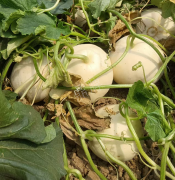 蔬菜種子種植戶客戶點(diǎn)評-我種植的這個品種，稱得上“白馬王子”，與大家分享！