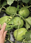 蔬菜種子種植戶客戶點(diǎn)評-瓜商喜歡、消費(fèi)者喜歡，這個品種就好銷售！