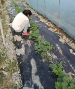 蔬菜種子種植戶客戶點(diǎn)評-我想要一個抗高溫又品質(zhì)優(yōu)良的甜瓜品種，終于找到了！